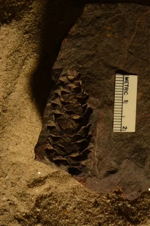 Dokumentasi YPM PB 056701 dengan identifikasi pada sumber Pinus quenstedti. Isi dan label gambar dipertahankan.