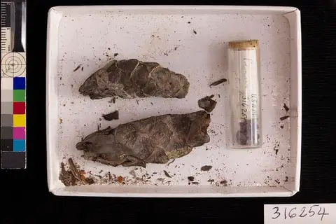 Dokumentasi USNM PAL316254 dengan identifikasi pada sumber Pinus strobus. Isi dan label gambar dipertahankan.