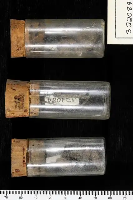 Dokumentasi USNM PAL322089 dengan identifikasi pada sumber Pinus taeda. Isi dan label gambar dipertahankan.