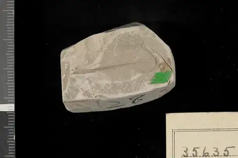 Dokumentasi USNM P35635 dengan identifikasi pada sumber Pisonia chlorophylloides. Isi dan label gambar dipertahankan.
