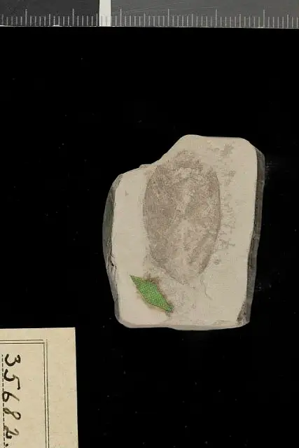 Dokumentasi USNM P35682 dengan identifikasi pada sumber Pithecolobium eocenicum. Isi dan label gambar dipertahankan.