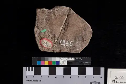 Dokumentasi USNM P236 dengan identifikasi pada sumber Planera ungeri. Isi dan label gambar dipertahankan.