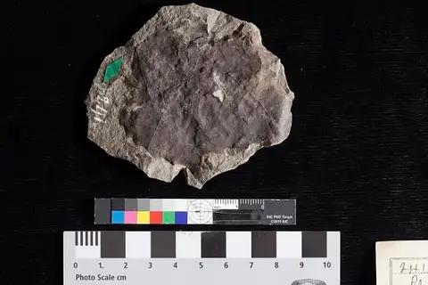 Dokumentasi USNM P241 dengan identifikasi pada sumber Platanus aceroides. Isi dan label gambar dipertahankan.