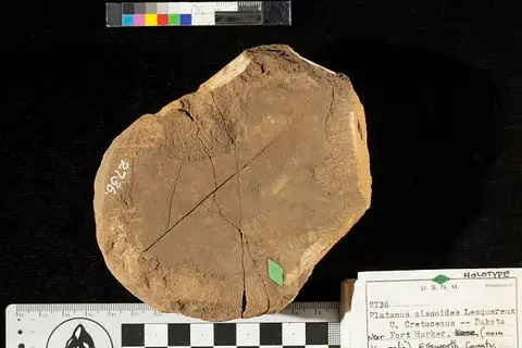 Dokumentasi USNM P2736 dengan identifikasi pada sumber Platanus cissoides. Isi dan label gambar dipertahankan.
