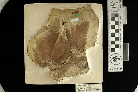 Dokumentasi USNM P38122 dengan identifikasi pada sumber Platanus dissecta. Isi dan label gambar dipertahankan.