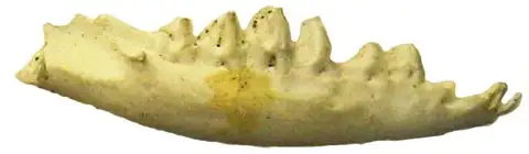 Dokumentasi YPM VP 021461 dengan identifikasi pada sumber Cimolestes incisus. Isi dan label gambar dipertahankan.
