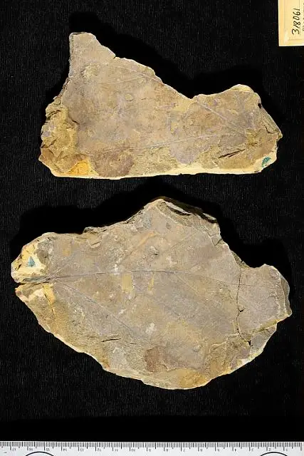 Dokumentasi USNM PAL318061 dengan identifikasi pada sumber Platanus latior. Isi dan label gambar dipertahankan.