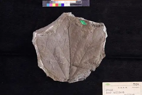 Dokumentasi USNM P37633 dengan identifikasi pada sumber Acer collieri. Isi dan label gambar dipertahankan.