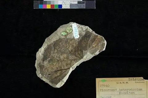 Dokumentasi USNM P34840 dengan identifikasi pada sumber Platanus shirleyensis. Isi dan label gambar dipertahankan.