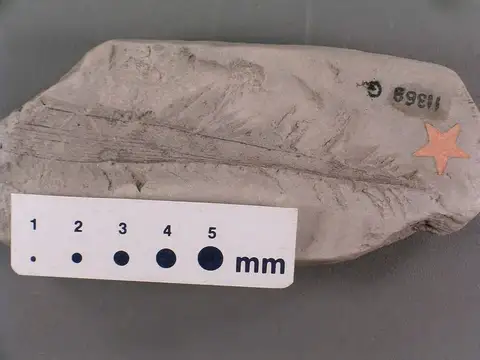 Dokumentasi YPM PB 011032 dengan identifikasi pada sumber Podozamites acuminatus. Isi dan label gambar dipertahankan.