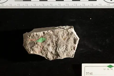 Dokumentasi USNM P3740 dengan identifikasi pada sumber Podozamites acutifolius. Isi dan label gambar dipertahankan.