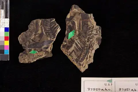 Dokumentasi USNM P37351A dengan identifikasi pada sumber Podozamites lanceolatus. Isi dan label gambar dipertahankan.
