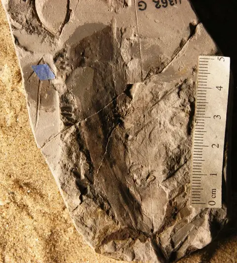 Dokumentasi YPM PB 011034.A dengan identifikasi pada sumber Podozamites marginatus. Isi dan label gambar dipertahankan.