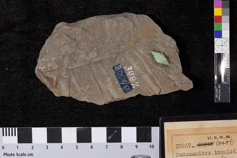 Dokumentasi USNM P30949 dengan identifikasi pada sumber Podozamites tenuistriatus. Isi dan label gambar dipertahankan.