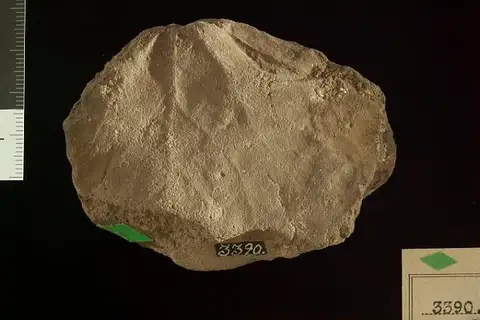 Dokumentasi USNM P3390 dengan identifikasi pada sumber Populophyllum crassinerve. Isi dan label gambar dipertahankan.