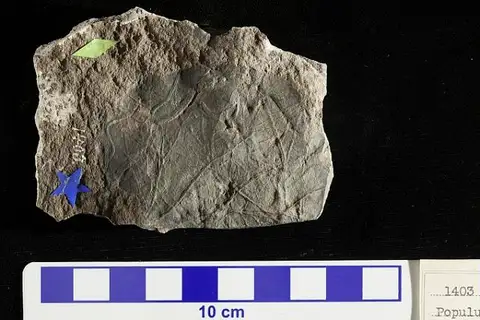 Dokumentasi USNM P1403 dengan identifikasi pada sumber Populus arctica. Isi dan label gambar dipertahankan.