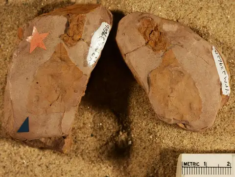 Dokumentasi YPM PB 023962.A dengan identifikasi pada sumber Populus clarkiana. Isi dan label gambar dipertahankan.