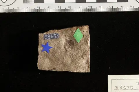 Dokumentasi USNM P33675 dengan identifikasi pada sumber Diospyros cuspidata. Isi dan label gambar dipertahankan.