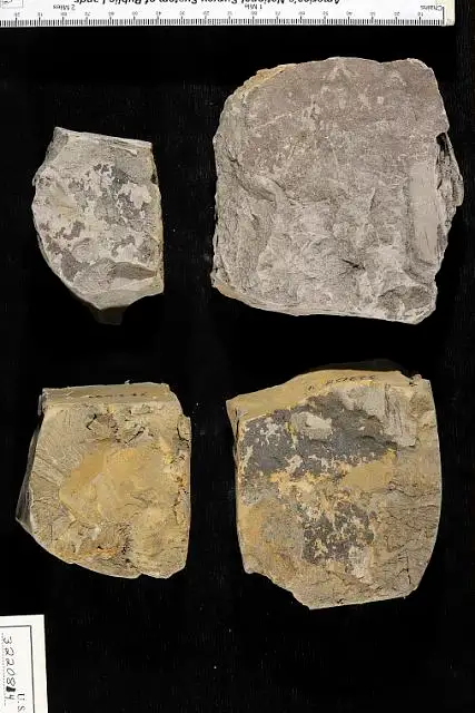 Dokumentasi USNM PAL322084 dengan identifikasi pada sumber Populus deltoides. Isi dan label gambar dipertahankan.