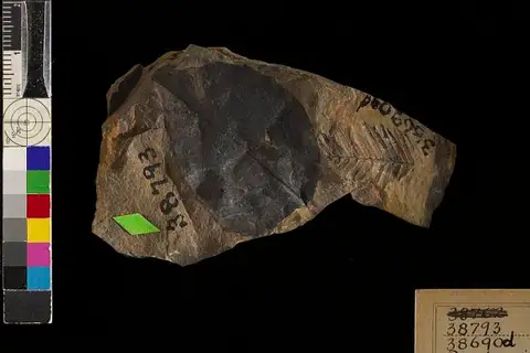 Dokumentasi USNM P38793 dengan identifikasi pada sumber Populus mutabilis. Isi dan label gambar dipertahankan.