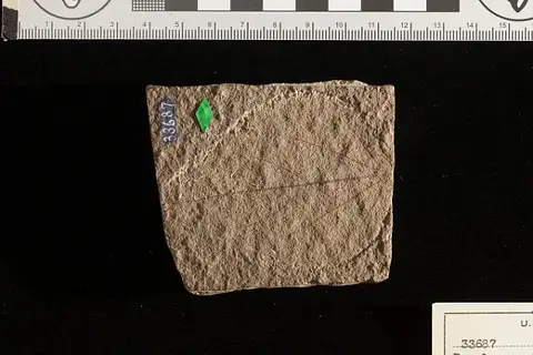 Dokumentasi USNM P33687 dengan identifikasi pada sumber Populus pyrifolia. Isi dan label gambar dipertahankan.