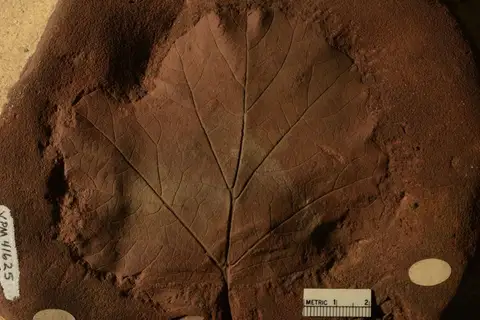 Dokumentasi YPM PB 041625 dengan identifikasi pada sumber Protophyllum haydenii. Isi dan label gambar dipertahankan.