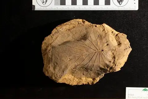 Dokumentasi USNM P50143 dengan identifikasi pada sumber Protophyllum multinerve. Isi dan label gambar dipertahankan.