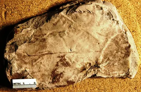 Dokumentasi YPM PB 011194.A dengan identifikasi pada sumber Protophyllum obovatum. Isi dan label gambar dipertahankan.