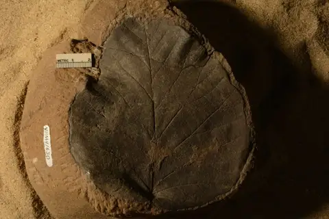 Dokumentasi YPM PB 041630 dengan identifikasi pada sumber Protophyllum quadratum. Isi dan label gambar dipertahankan.