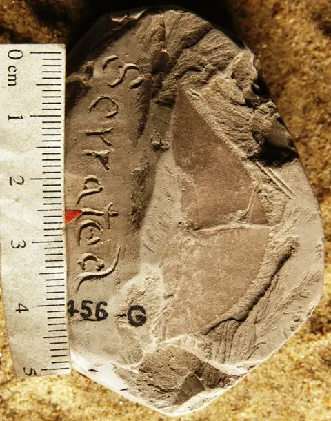 Dokumentasi YPM PB 011021 dengan identifikasi pada sumber Prunus acutifolia. Isi dan label gambar dipertahankan.