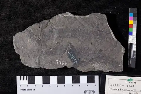 Dokumentasi USNM P30957 dengan identifikasi pada sumber Pseudodanaeopsis reticulata. Isi dan label gambar dipertahankan.