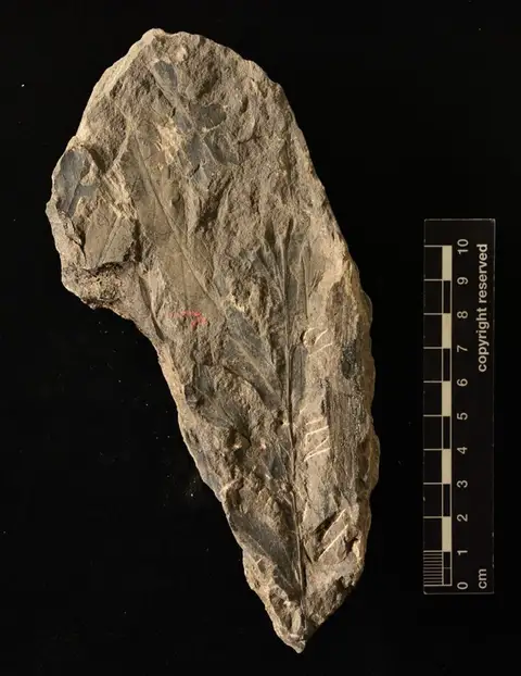 Dokumentasi YPM PB 064542 dengan identifikasi pada sumber Pteris pseudopinnaeformis. Isi dan label gambar dipertahankan.