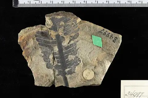 Dokumentasi USNM P34997 dengan identifikasi pada sumber Pterophyllum aequale. Isi dan label gambar dipertahankan.
