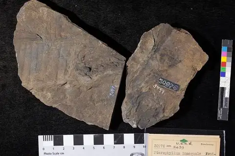 Dokumentasi USNM P30976 dengan identifikasi pada sumber Pterophyllum inaequale. Isi dan label gambar dipertahankan.