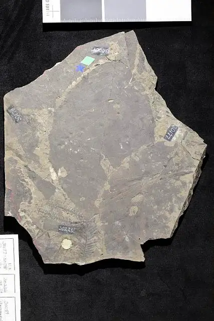 Dokumentasi USNM P30177 dengan identifikasi pada sumber Pterospermites alaskana. Isi dan label gambar dipertahankan.