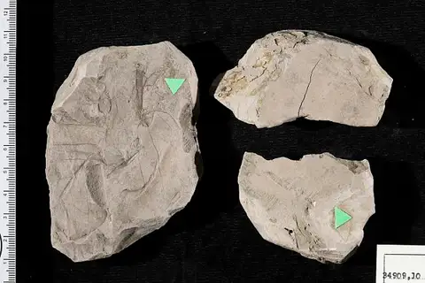 Dokumentasi USNM P34909 dengan identifikasi pada sumber Pterospermites carolinensis. Isi dan label gambar dipertahankan.