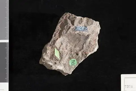 Dokumentasi USNM P7376 dengan identifikasi pada sumber Quercophyllum wyomingense. Isi dan label gambar dipertahankan.