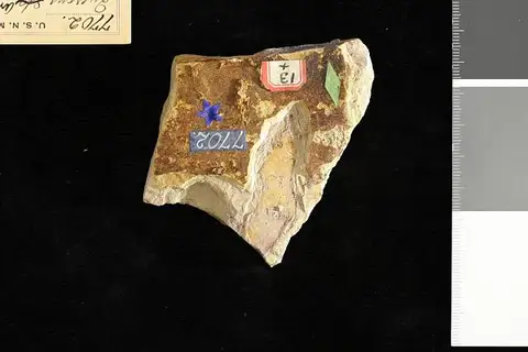 Dokumentasi USNM P7702 dengan identifikasi pada sumber Quercus argentum. Isi dan label gambar dipertahankan.