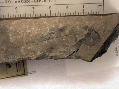 Dokumentasi YPM PB 065087 dengan identifikasi pada sumber Quercus coriacea. Isi dan label gambar dipertahankan.