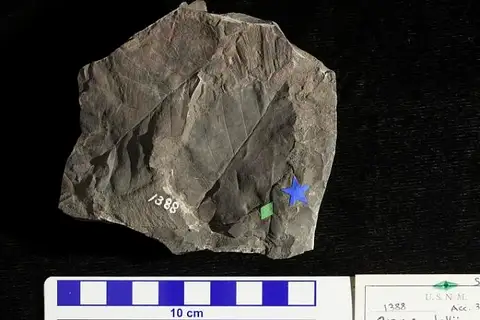 Dokumentasi USNM P1388 dengan identifikasi pada sumber Quercus dallii. Isi dan label gambar dipertahankan.