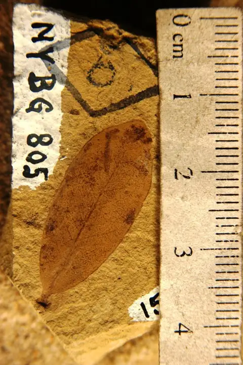Dokumentasi YPM PB 029148 dengan identifikasi pada sumber Quercus dayana. Isi dan label gambar dipertahankan.