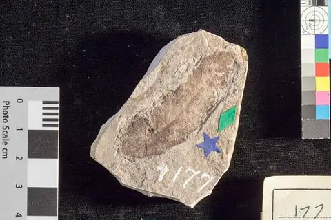 Dokumentasi USNM P177 dengan identifikasi pada sumber Quercus drymeja. Isi dan label gambar dipertahankan.