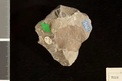 Dokumentasi USNM P7006 dengan identifikasi pada sumber Quercus dubia. Isi dan label gambar dipertahankan.