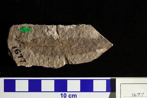 Dokumentasi USNM P1677 dengan identifikasi pada sumber Quercus elaena. Isi dan label gambar dipertahankan.
