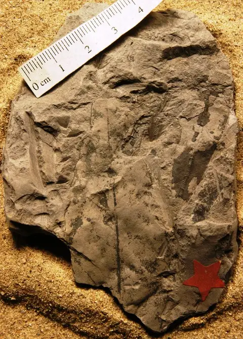 Dokumentasi YPM PB 027559 dengan identifikasi pada sumber Quercus eoprinoides. Isi dan label gambar dipertahankan.