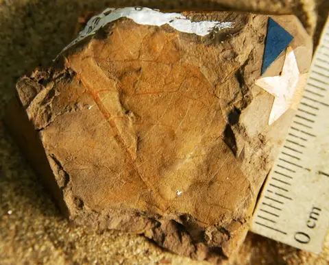 Dokumentasi YPM PB 023898 dengan identifikasi pada sumber Quercus glennii. Isi dan label gambar dipertahankan.