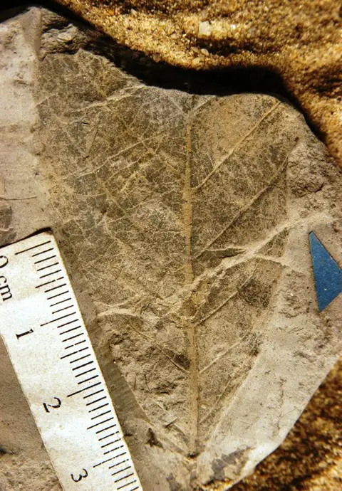 Dokumentasi YPM PB 020518 dengan identifikasi pada sumber Quercus hollickii. Isi dan label gambar dipertahankan.