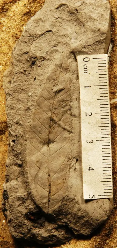 Dokumentasi YPM PB 020488 dengan identifikasi pada sumber Quercus holmesii. Isi dan label gambar dipertahankan.
