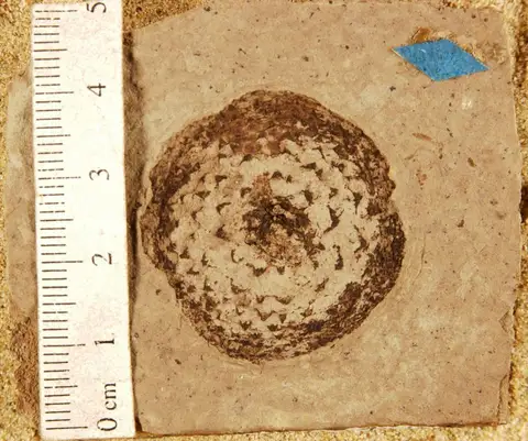 Dokumentasi YPM PB 023934 dengan identifikasi pada sumber Quercus knowltoniana. Isi dan label gambar dipertahankan.