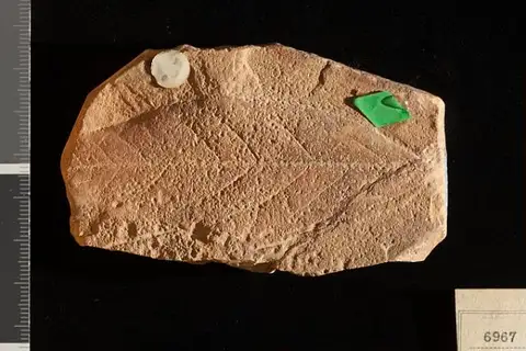 Dokumentasi USNM P6967 dengan identifikasi pada sumber Quercus laurifolia. Isi dan label gambar dipertahankan.